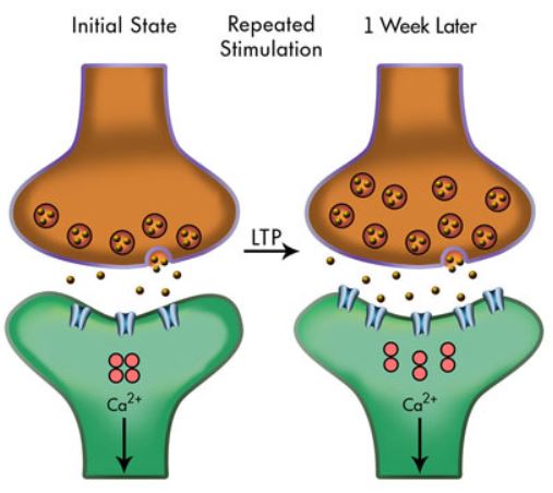 image of synapse